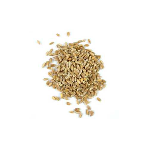 Grains Wheatberries (1x50LB )