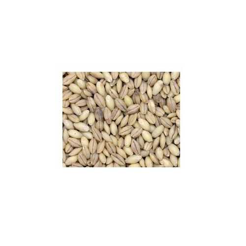 Grains Hulless Barley (1x25LB )