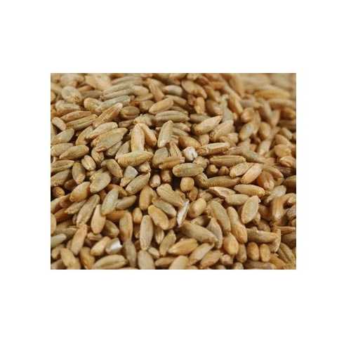 Grains Rye Berries (1x25LB )