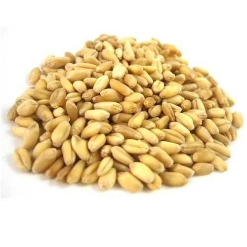 Giusto's Wheat Bries Soft (1x25LB)